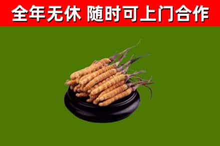临潭回收散虫草