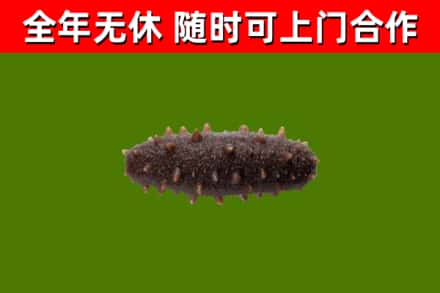 临潭回收海参干